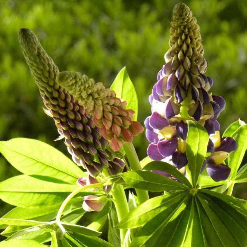 Lupinus manhattan lights